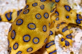 Greater blue-ringed octopus