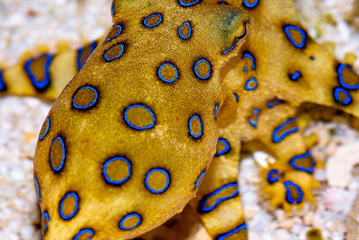 Aan het leren Ontembare Vergoeding A blue-ringed octopus bite is rare but potentially deadly. Here's what you  need to know - ABC News