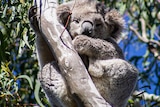 A close up of a koala in a tree