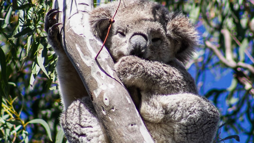 A close up of a koala in a tree