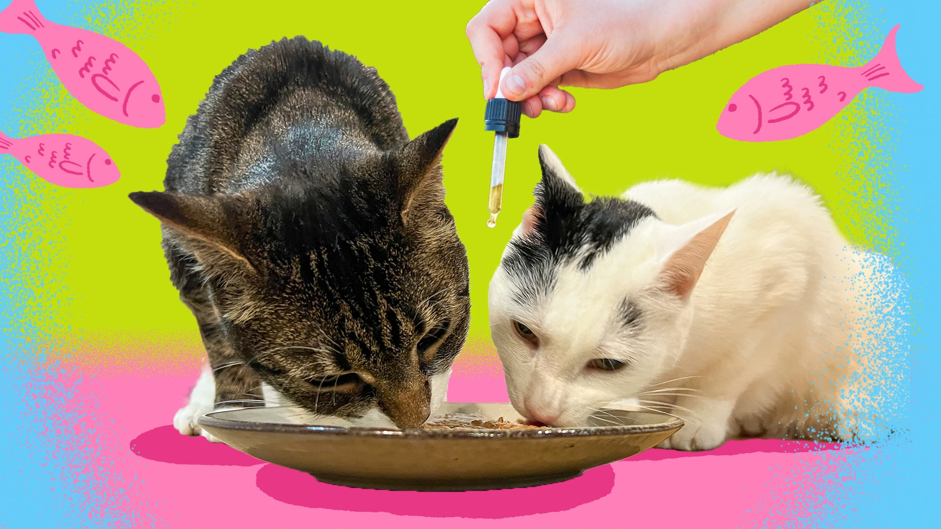 A tabby cat and a black and white cat sharing a bowl of food with a bright graphic pink, blue and yellow background.