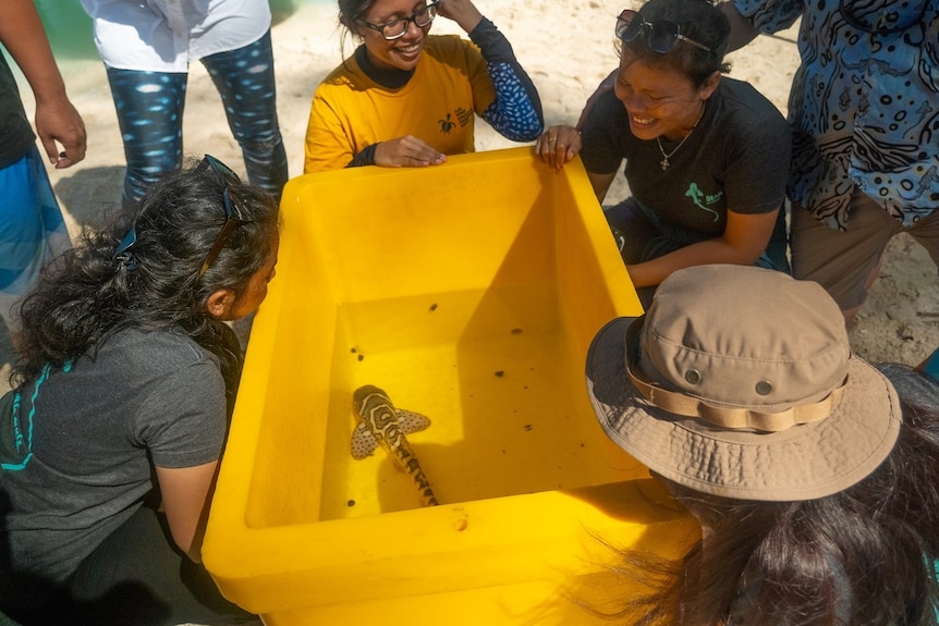 A group of Indonesian women surround a yellow tank with a baby shark inside, on a beach
