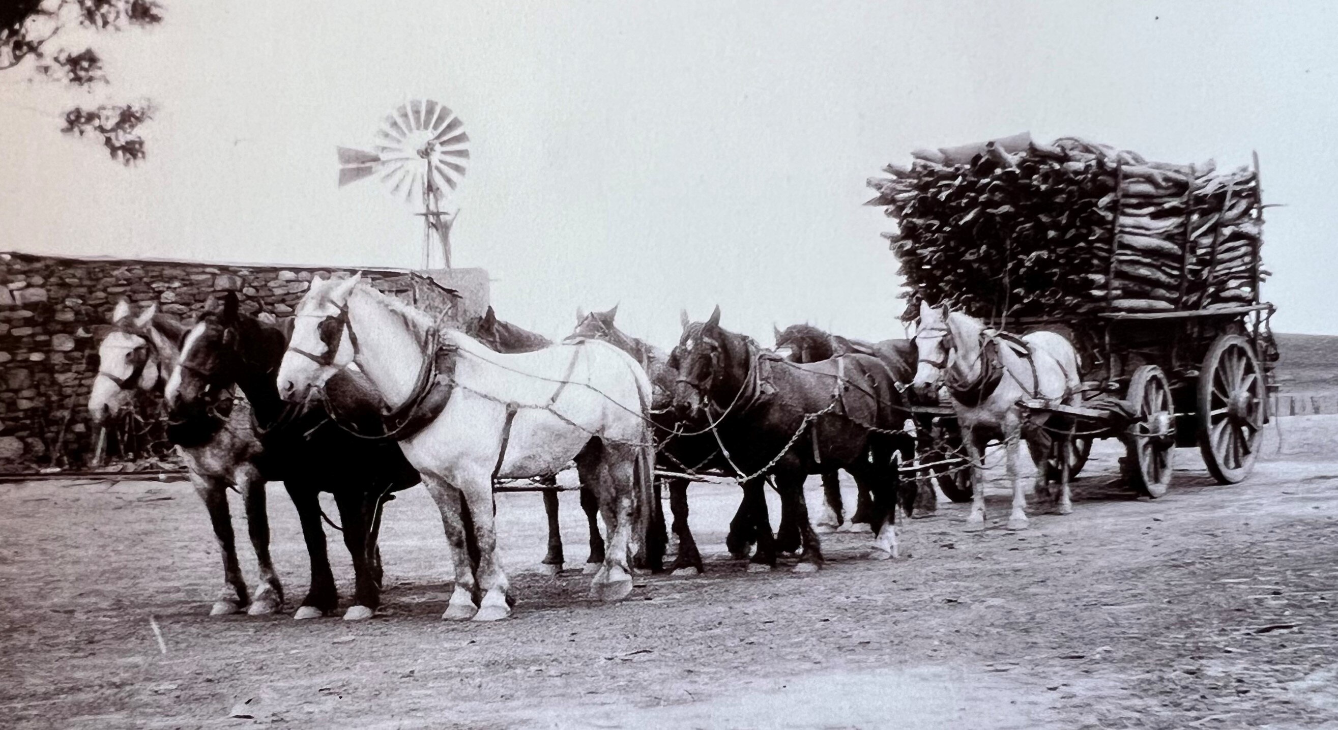A team of heavy  horses cart wagon with wood in black and white photograph