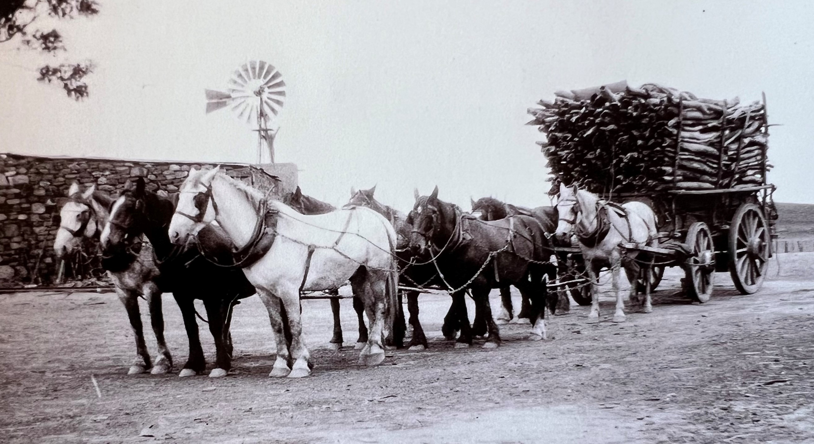 A team of heavy  horses cart wagon with wood in black and white photograph