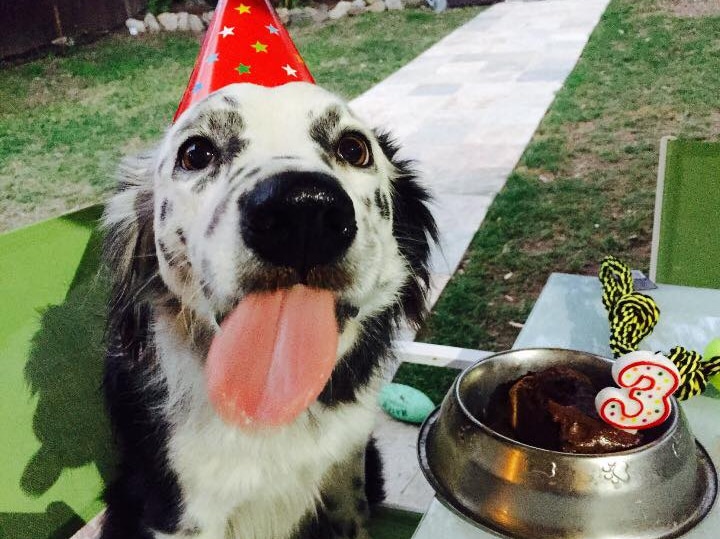 Black and white dog with party hat and dog birthday cake.