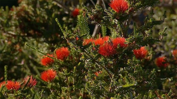 Plant Profile | Kalbarri beaufortia - Gardening Australia