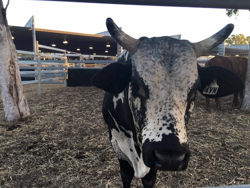 A close up of a rodeo bull.