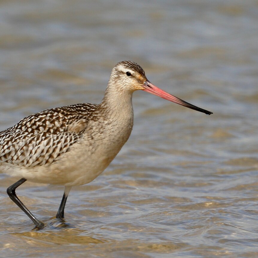 A Bar-tailed godwit walks in water in an estuary in Port Fairy Victoria