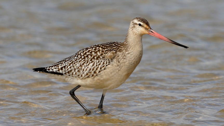 A Bar-tailed godwit walks in water in an estuary in Port Fairy Victoria