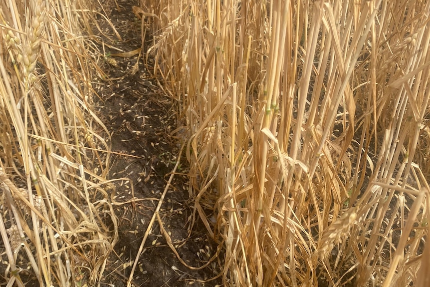 A close up pictre of a wheat crop that has had its stakls snapped in half from hail. Grain is also on the ground