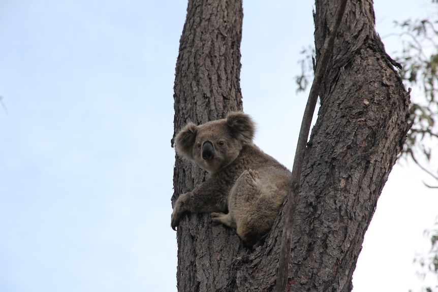 a koala latching on to a tree