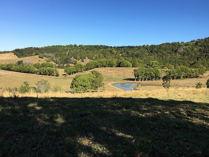 A view of Camphor laurel trees on a farm.