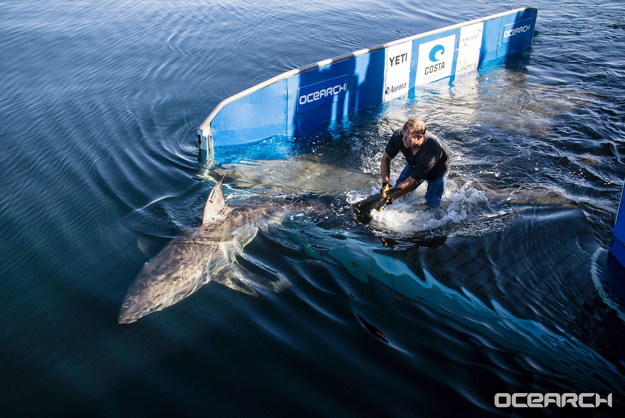 Research group confirms white shark nursery off New York's Long Island
