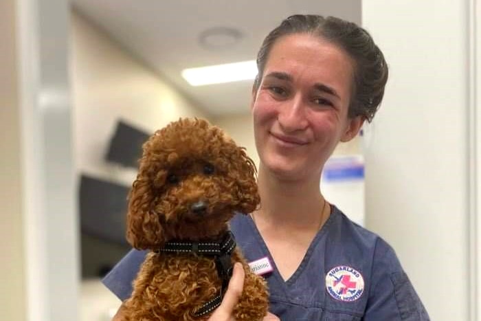 vet holding a caramel coloured poodle dog, smiling