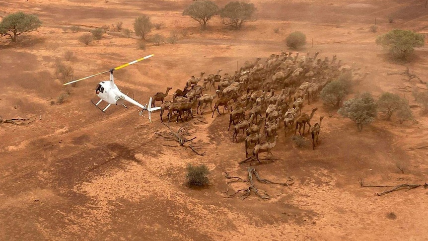 A mob of camels are mustered, with a helicopter hovering above.