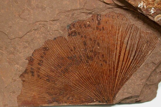 Ginkgo biloba Eocene fossil leaf from the Tranquille Shale of MacAbee, British Columbia, Canada