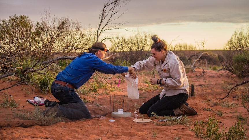 Two women capturing an animal in the desert