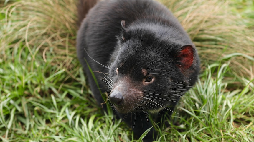 Tasmanian devil walks through green grass