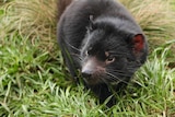 Tasmanian devil walks through green grass