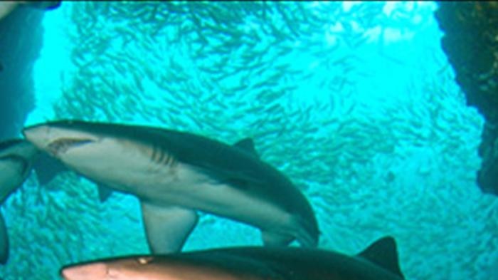 Grey Nurse sharks in cave at Fish Rock