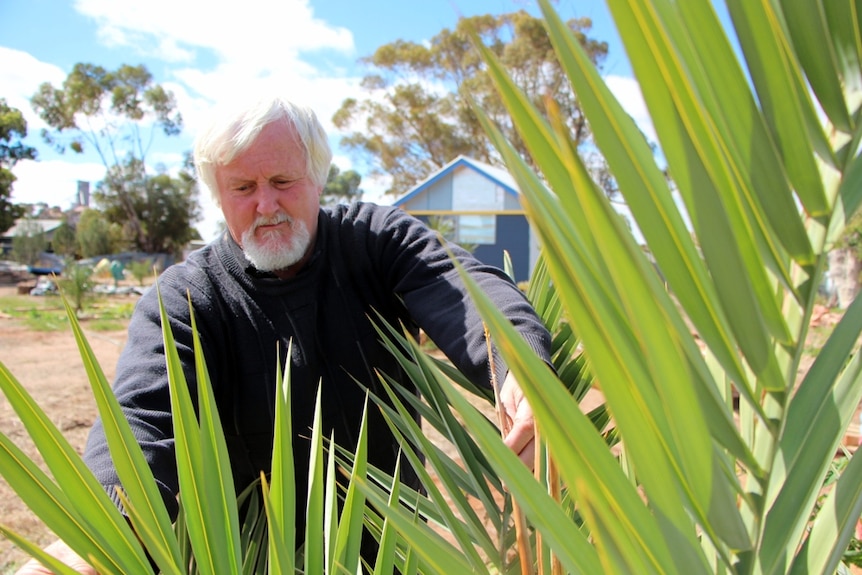 A grey-haired and bearded man standing in front of a small green date palm tree