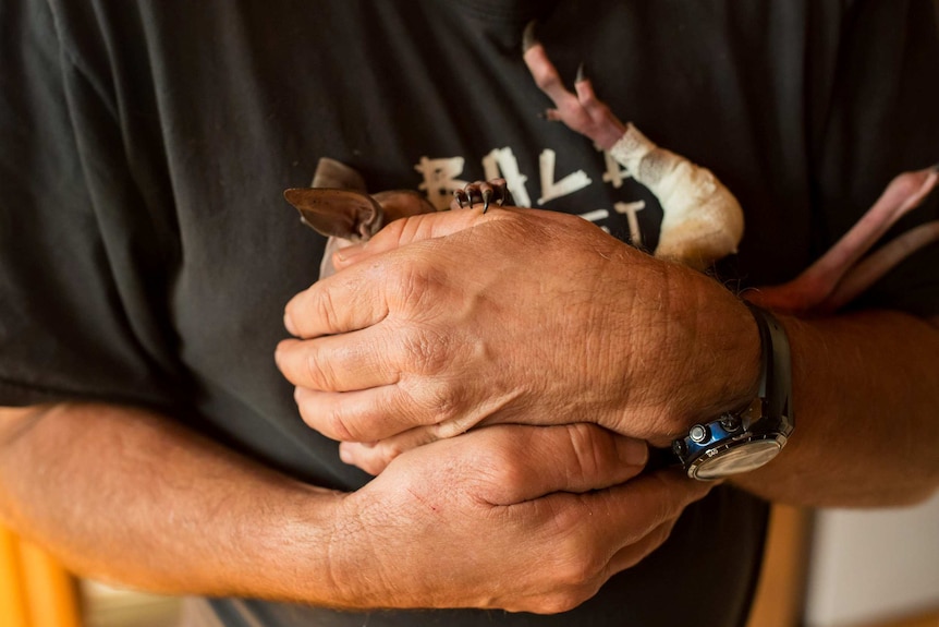 A tiny injured joey, its foot bandaged, its dwarfed by Manfred's heads that clasp it to his chest.