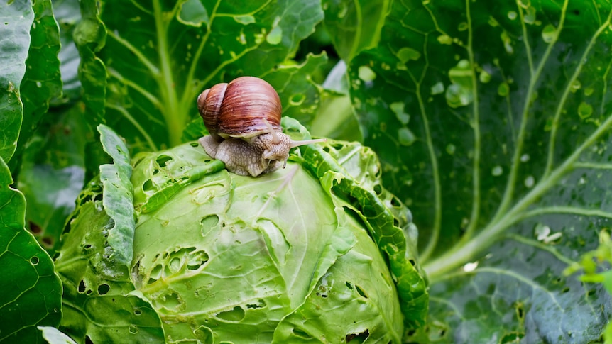 A brown snail is seen slightly on the left sitting atop a big head of cabbage with holes in it. 