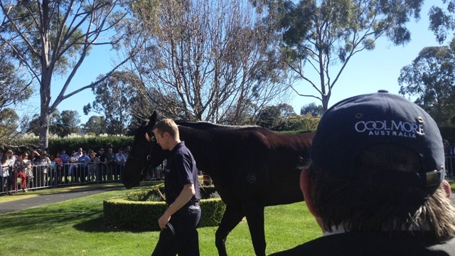 The Gai Waterhouse-trained horse Pierro, at this year's annual stallion parade at Coolmore stud, Jerry's Plains.