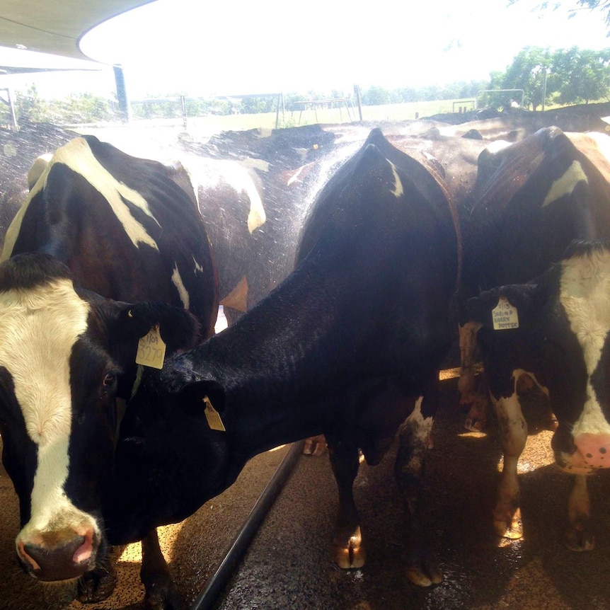 Cows cool down near Dubbo