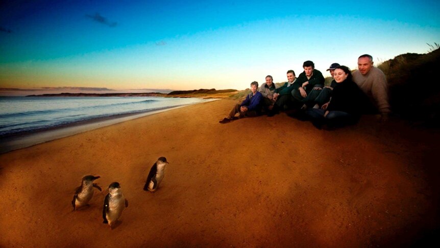 People watch fairy penguins waddle ashore.