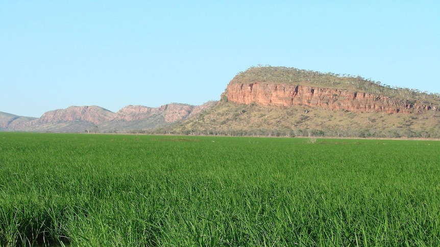 Rice growing in the Ord Valley 2011