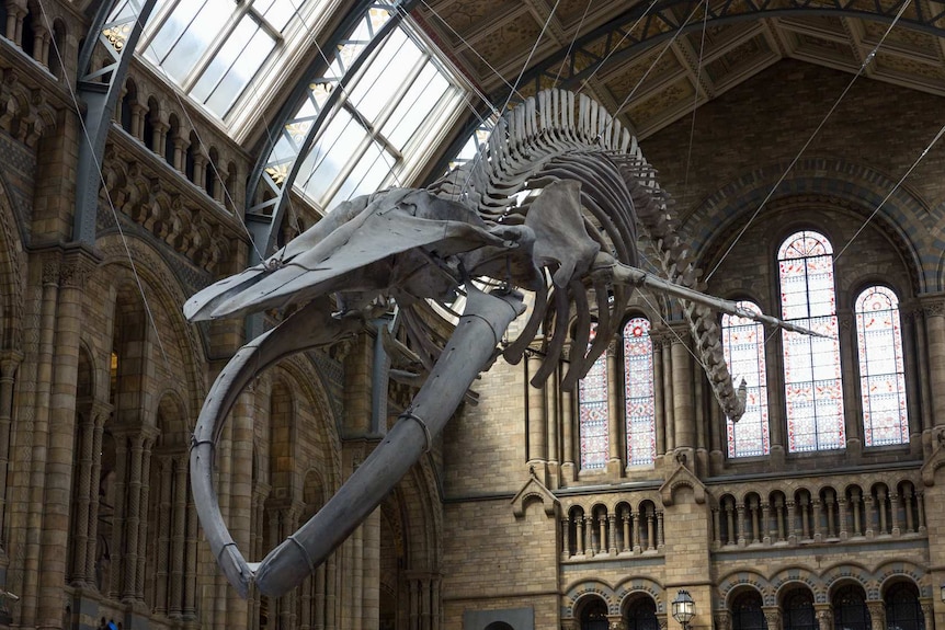 The bones are suspended with wires from the roof in a grand old building with stained-glass windows.