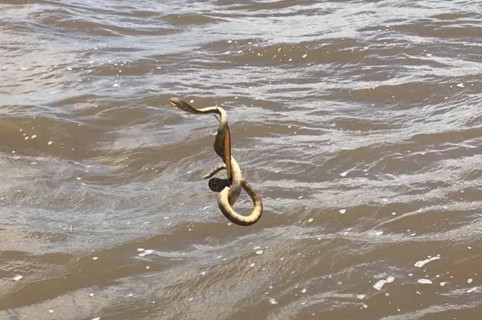 A brown sea snake falling into the ocean.
