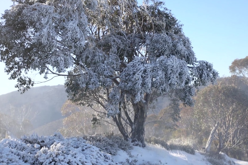 a tree on a mountain covered in snow in the morning