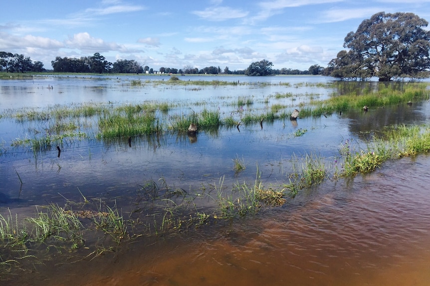 Crops poking up through water in flooded fields.