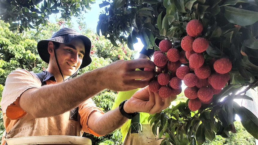 A farmworker picking lychees