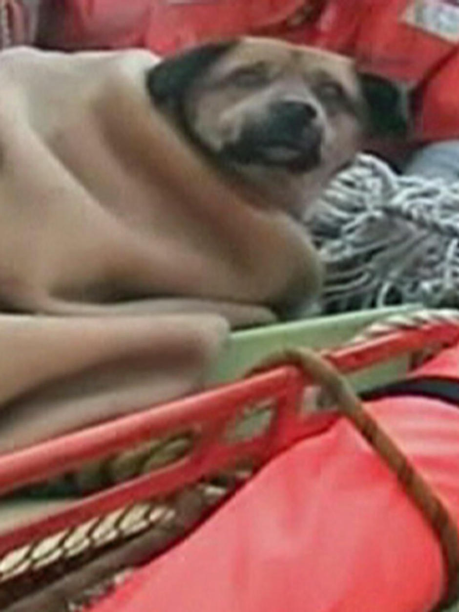 Tsunami dog reunited with owner in Japan - ABC News