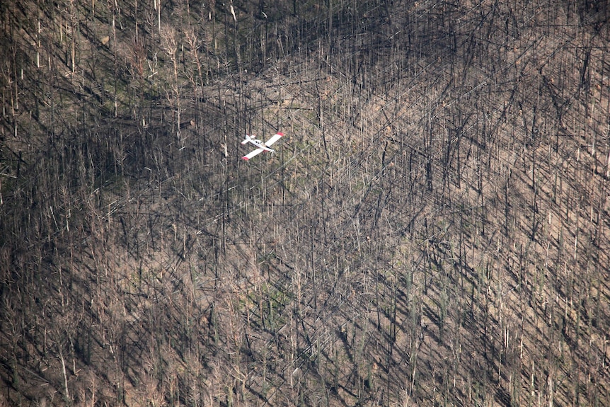 A plane flies over devastated ash forest.
