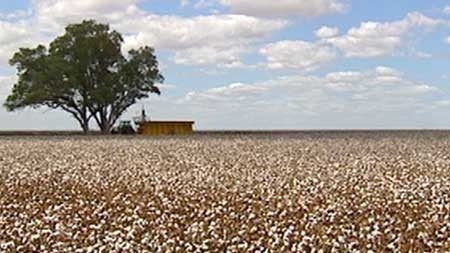 Conditions for southern inland cotton farmers have swung from flood to drought.