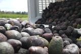 Dumped avocados spill from crate