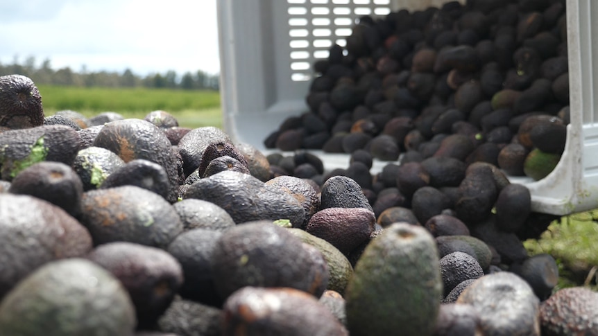 Dumped avocados spill from crate