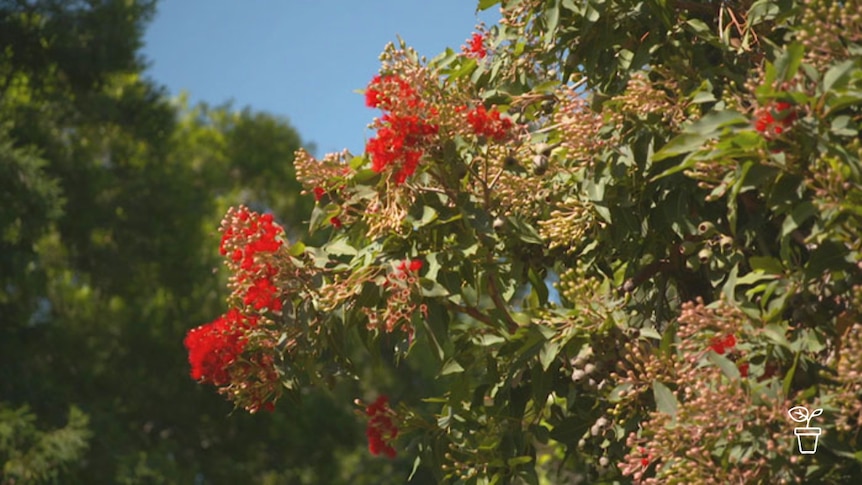 Tree covered in red flowers and unopened flower buds