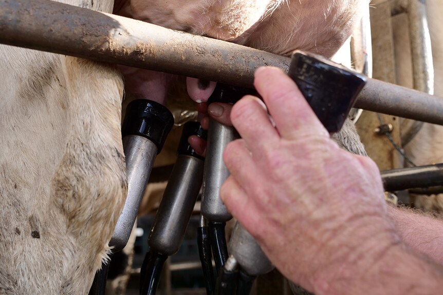 A farmer holds a silver milking cup ready to place it over a cow's teat.