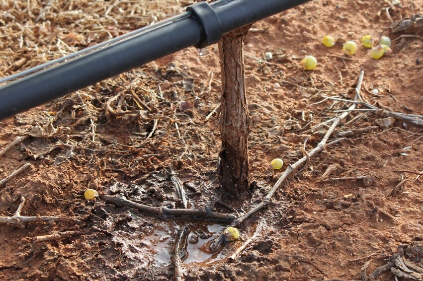 A drip irrigation system in a South Australian vineyard