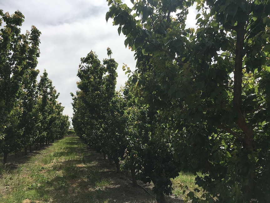 Apricot patch in South Australia's Riverland.