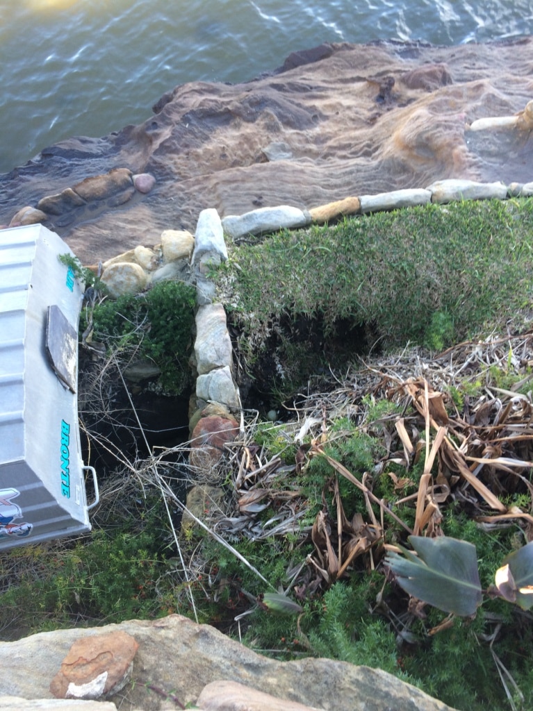 Sinkhole on the shoreline of the Parramatta River.