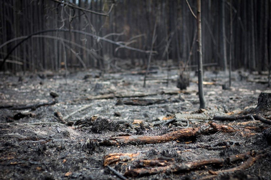 Burnt trees in the aftermath of the Caloundra bushfire, August 2017