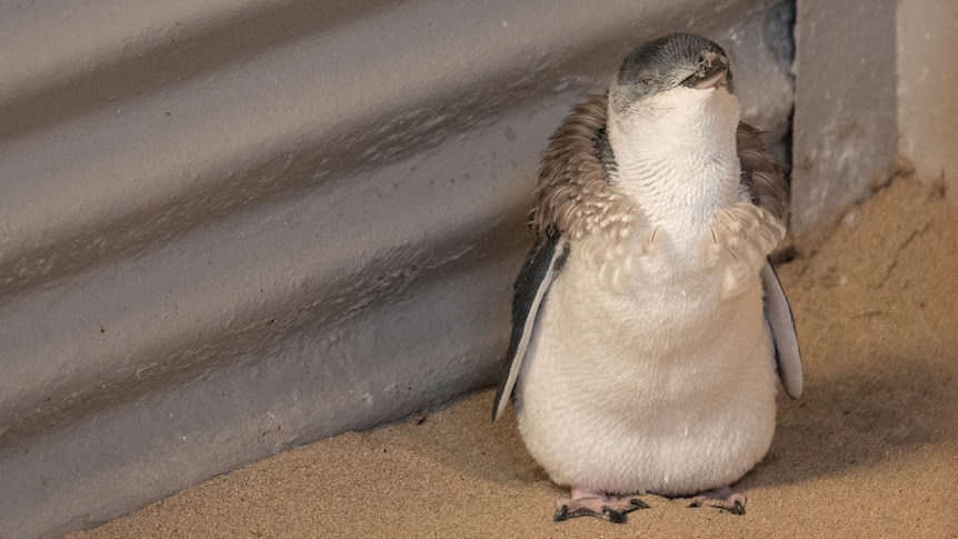 A little penguin stands inside a building