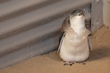 A little penguin stands inside a building