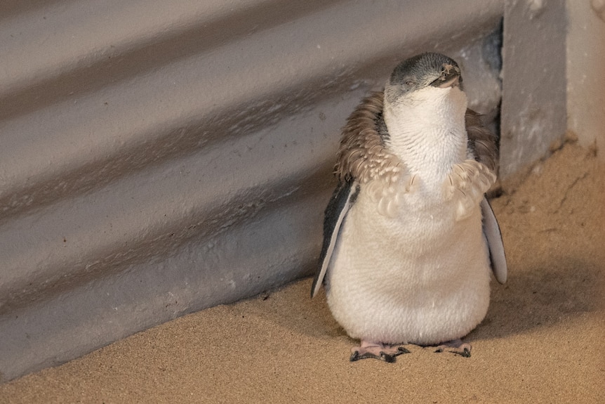Little penguins moult every summer